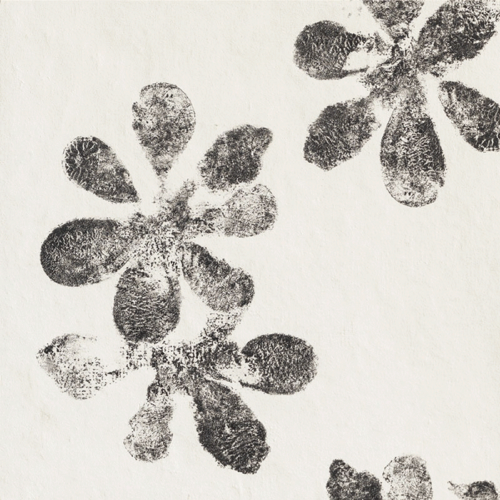 Chymia ophelia white